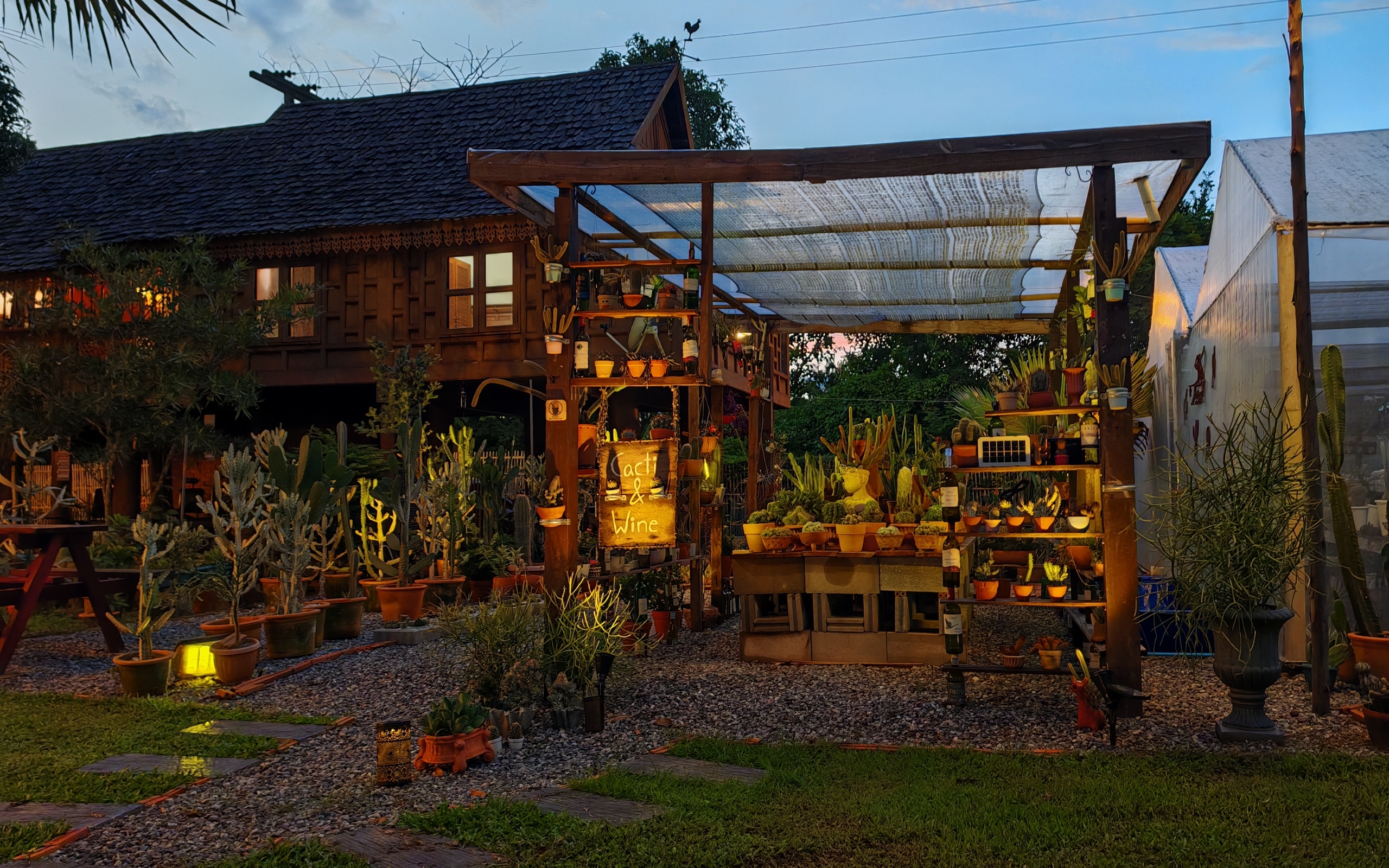 A garden full of cactus plants illuminated at night