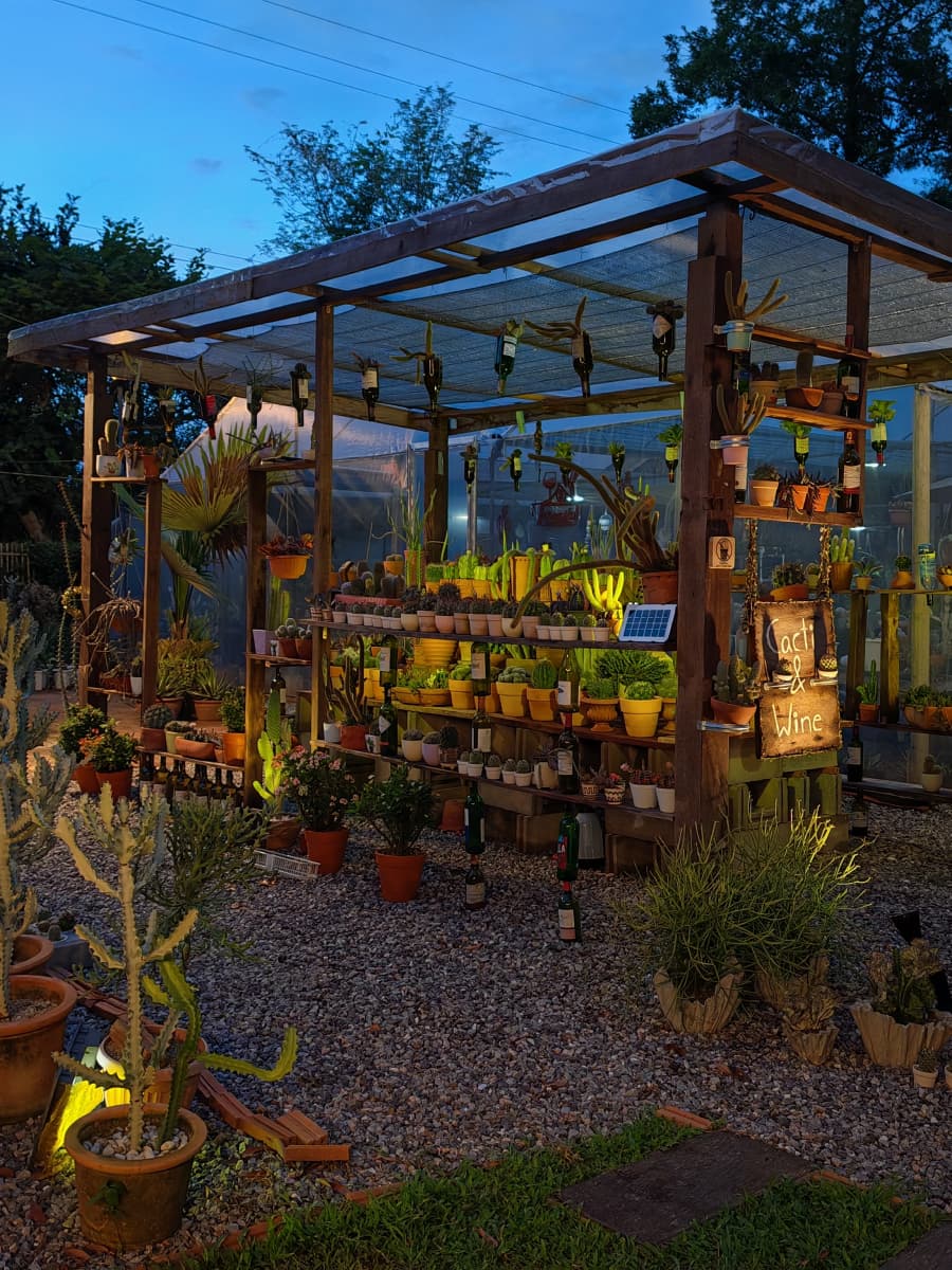 A garden full of cactus plants